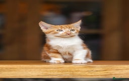 Maine Coon cats for sale: Beautiful Maine Coon X Kittens - Image 7