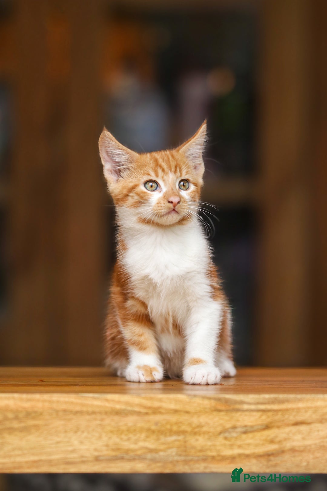 Maine Coon cats for sale: Beautiful Maine Coon X Kittens - Image 7