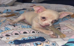 Chihuahua dogs for sale: Beautiful girl grey and black Chihuahua puppy - Image 1