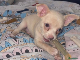 Chihuahua dogs - Advert 16