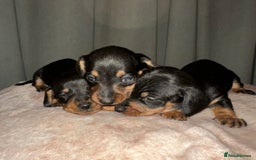 Dachshund dogs for sale: Dachshund puppies  - Image 10