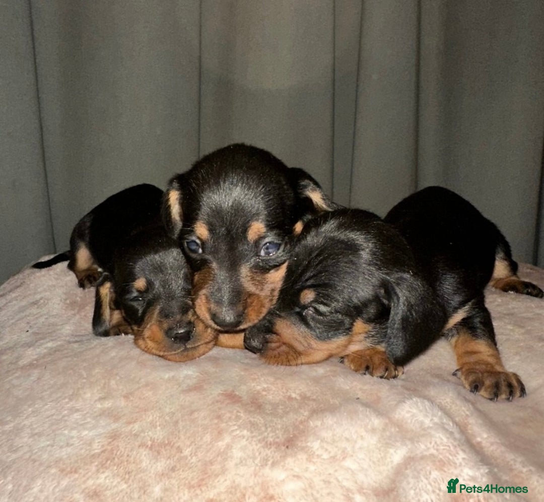 Dachshund dogs for sale: Dachshund puppies  - Image 10