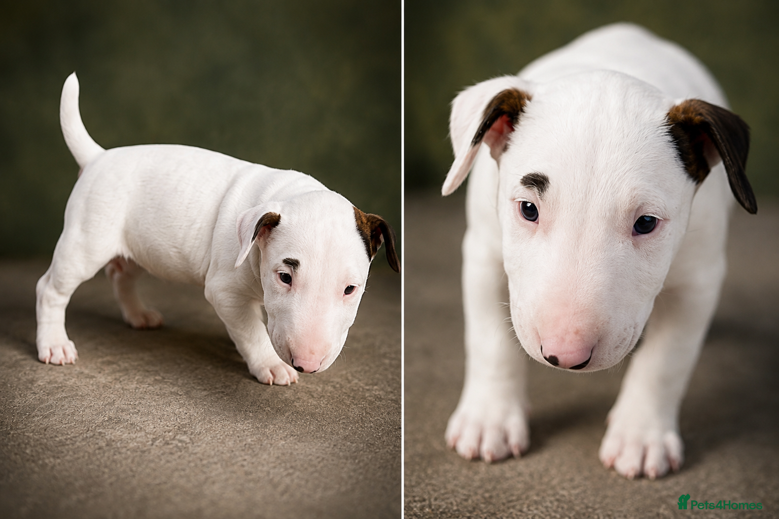English Bull Terrier dogs English bull terrier kc reg READY TO GO - Advert 2