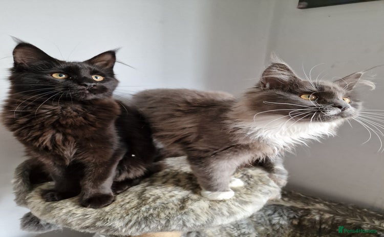 Maine Coon cats for sale - Advert 2
