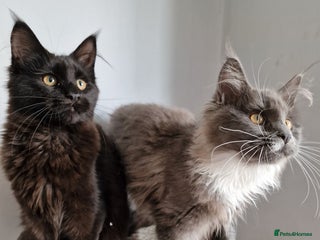 Maine Coon cats - Advert 29