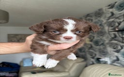 Chihuahua dogs for sale: 3 long haired Chihuahua puppies - Image 14