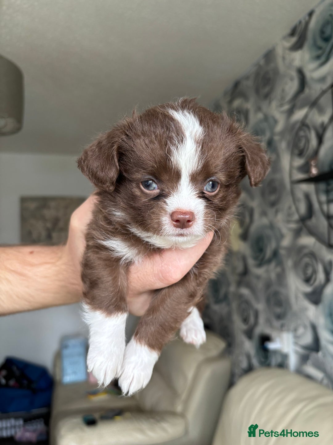 Chihuahua dogs for sale: 3 long haired Chihuahua puppies - Image 14
