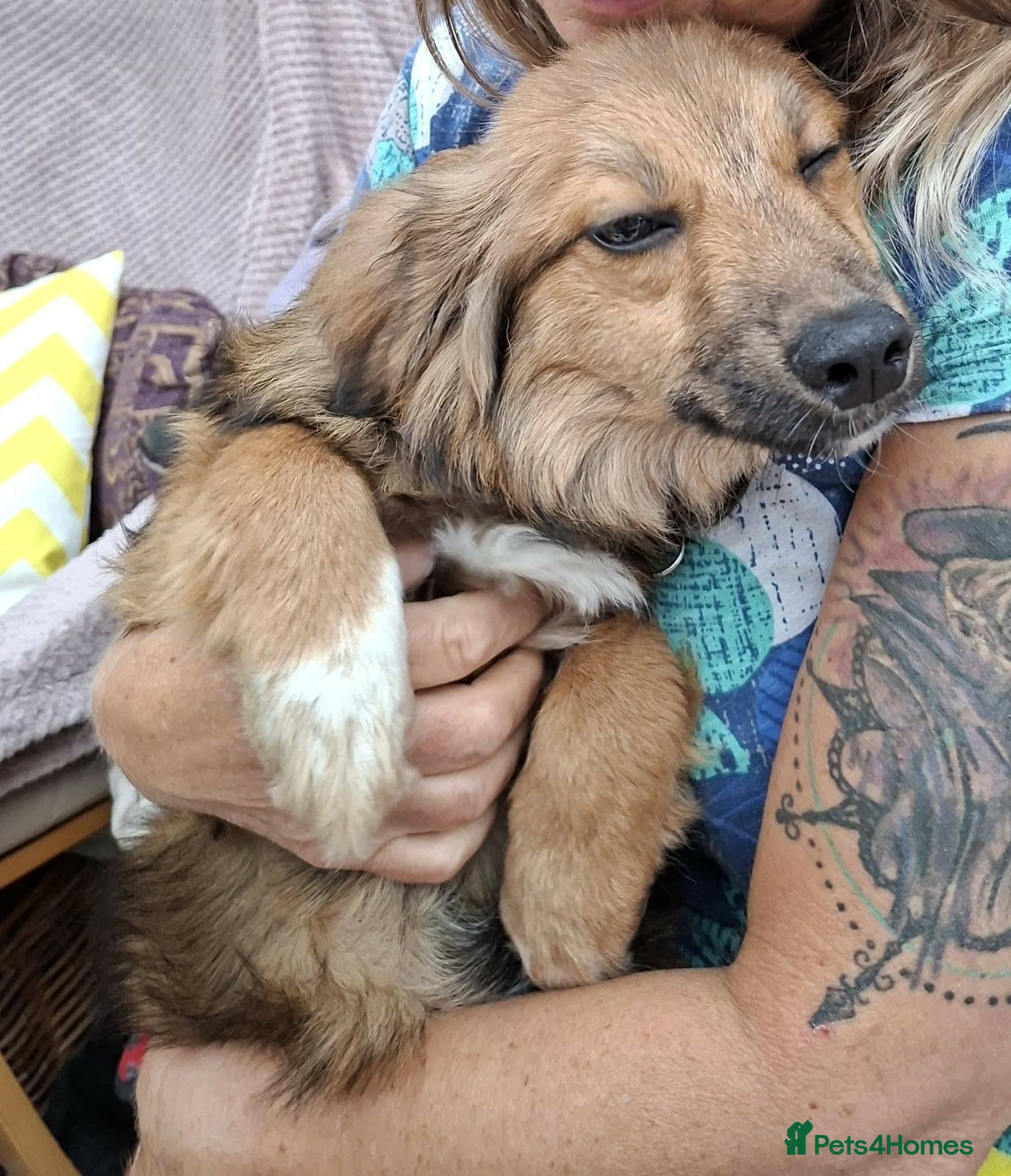 Mixed Breed dogs for adoption: Blossom for adoption in Bedford - Advert 5