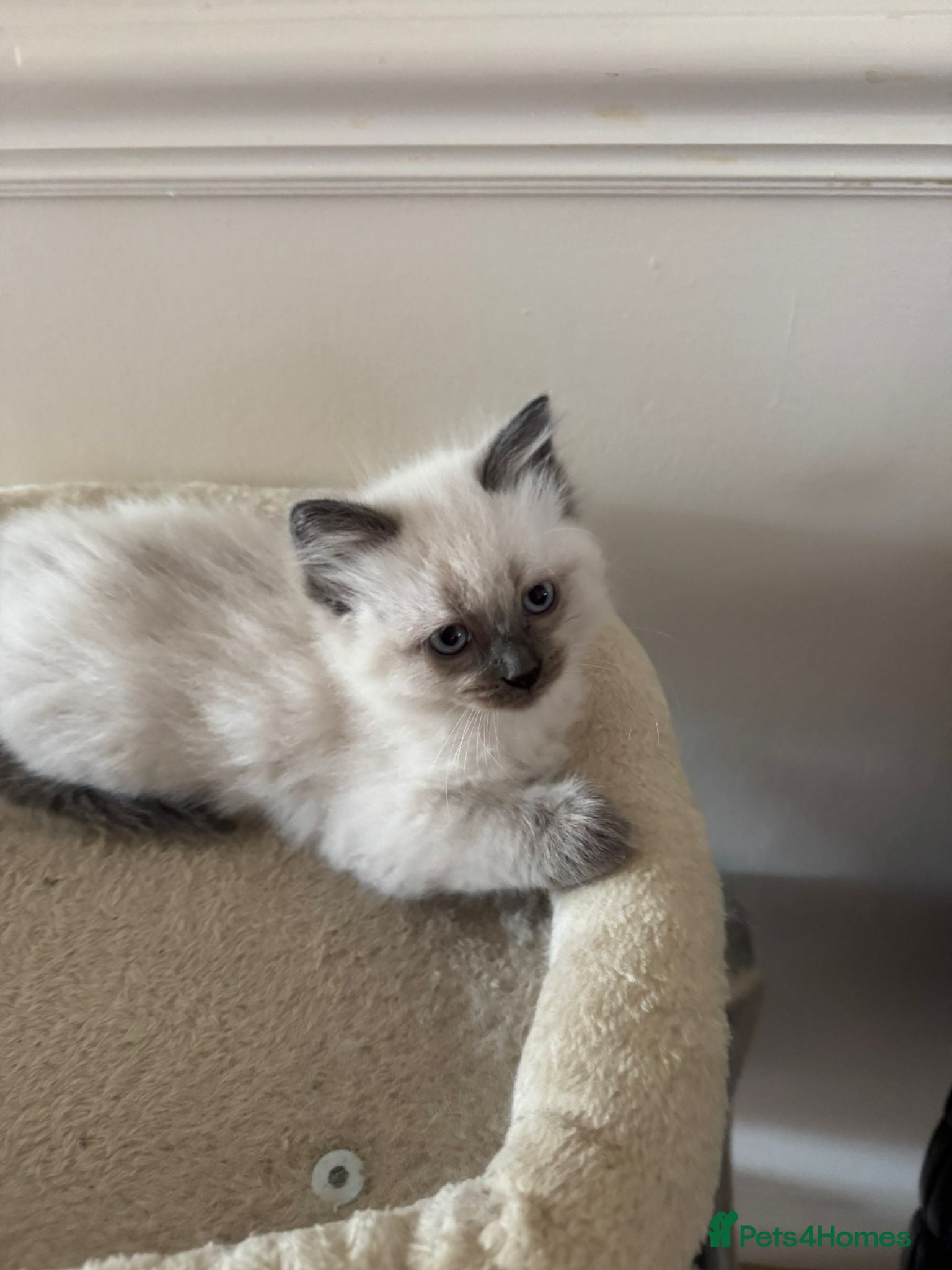 Ragdoll cats 😻4 Beautiful Purebred Ragdoll Kittens😻 - Advert 1