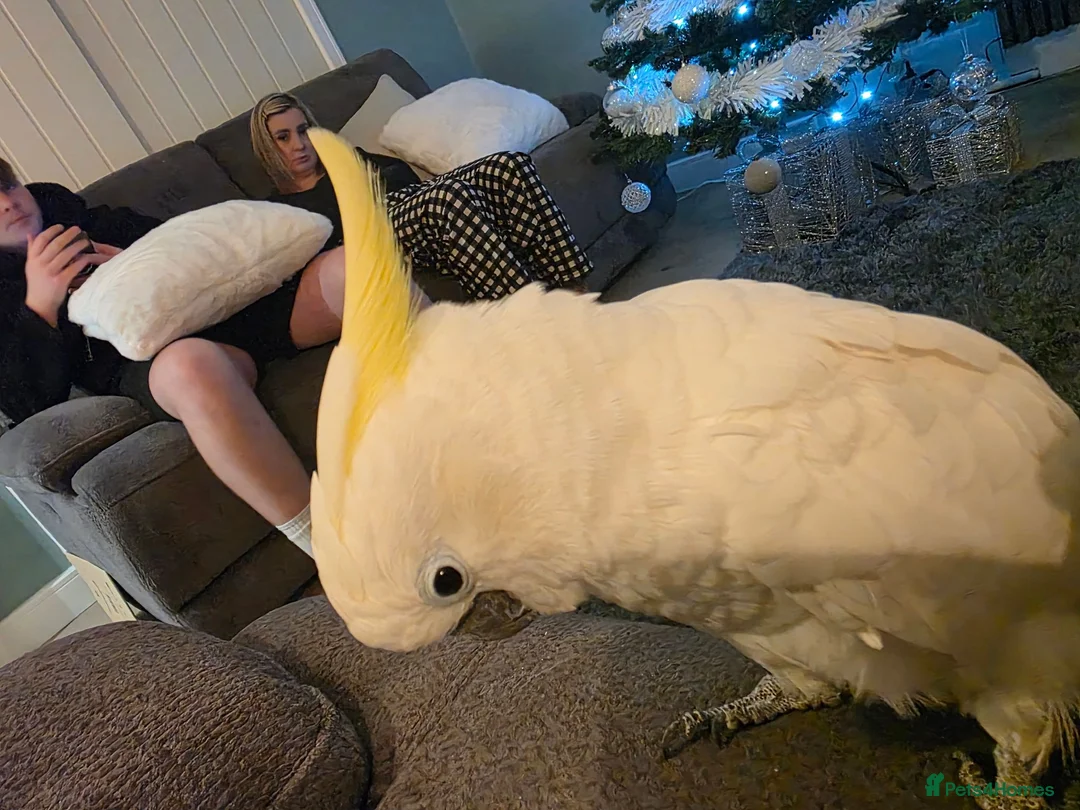 Cockatoo birds for sale: Male cockatoo Flash in Wadebridge - Advert 4