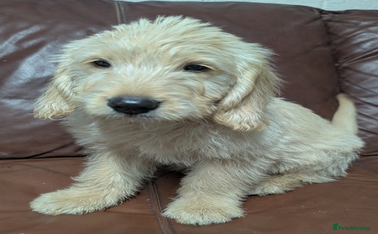 Mini Goldendoodle dogs - Advert 2