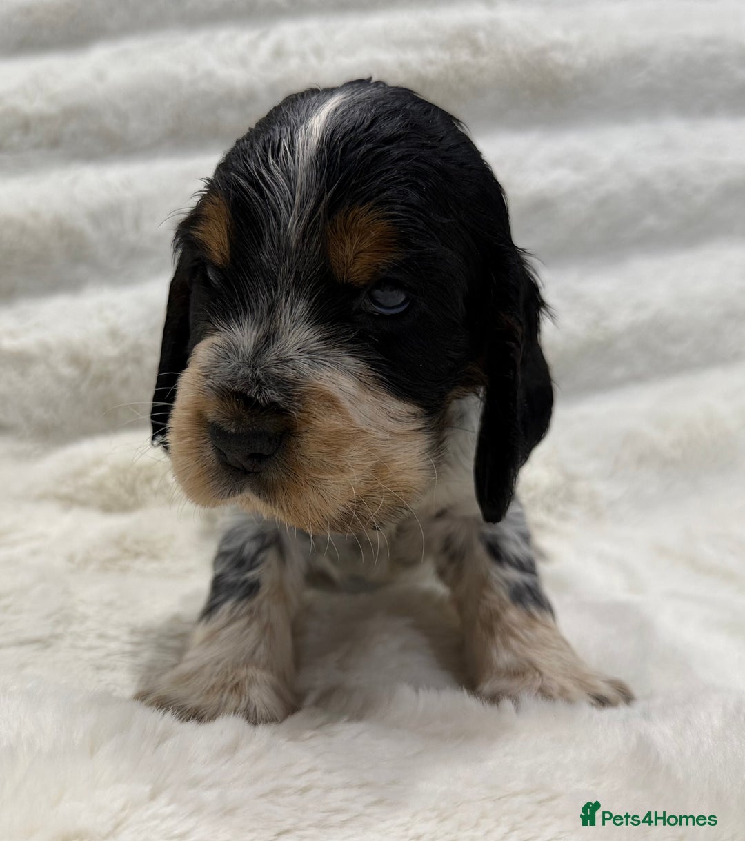 Cocker Spaniel dogs for sale: Kc Show type Cocker Spaniels  - Advert 11