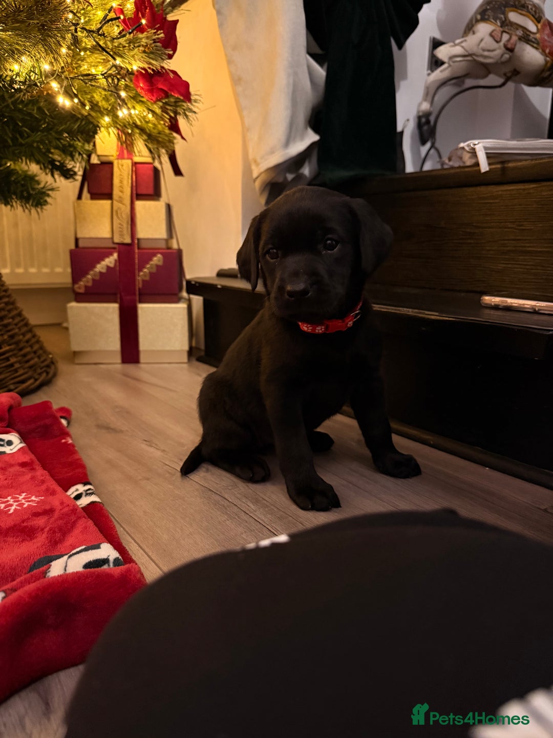 Labrador Retriever dogs for sale: Beautiful Black Pedigree Labrador Puppies - Advert 10