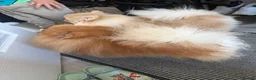 Pomeranian dogs for sale: Rare Tiny Teddy Bear Face Pomeranian pups |KC Reg - Advert 7