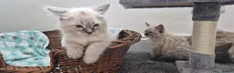 Siberian cats for sale: Beautiful Neva Masquerade kittens - Advert 4