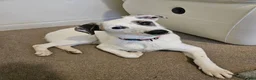 Mixed Breed dogs for adoption: ❤️PLIAMKA❤️ all the best you can find in young dog - Advert 3