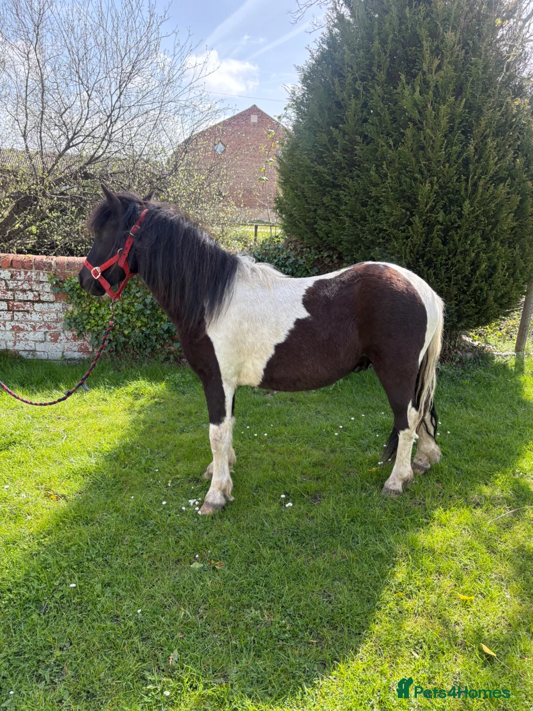 Dartmoor horses for sale: Pretty, well handled and quiet 2 year old gelding - Advert 1
