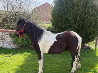 Dartmoor horses Pretty, well handled and quiet 2 year old gelding - Advert 4