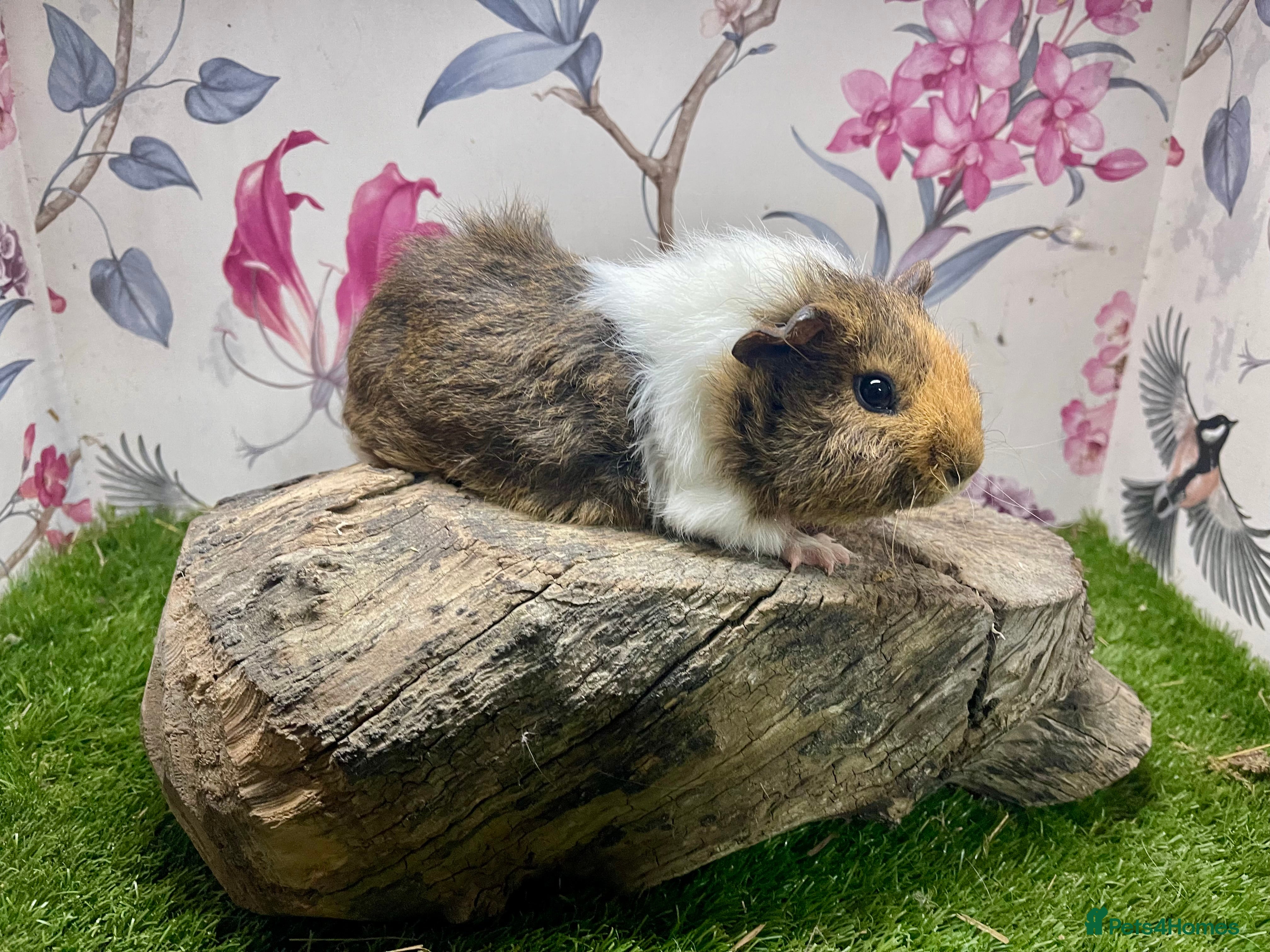 Guinea Pig rodents Male guinea pigs  - Advert 10