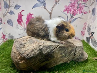 Guinea Pig rodents Male guinea pigs - Advert 10