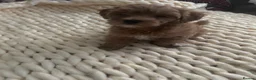 Mixed Breed dogs for sale: FLUFFY LOVING and FUN TOY COCKAPOO PUPPIES in Folkestone - Advert 3