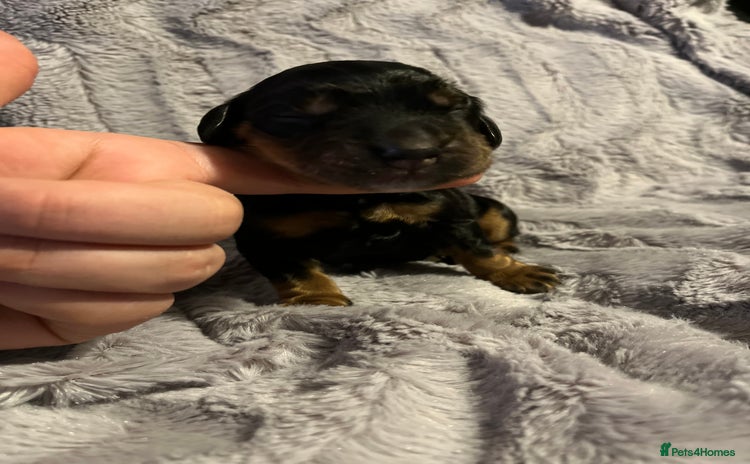 Cocker Spaniel dogs - Advert 2