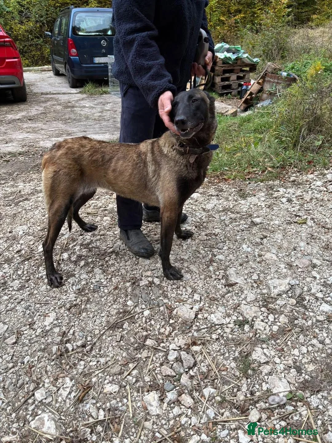 Mixed Breed dogs for adoption: Hera ❤️ - Advert 6