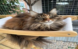 Maine Coon cats for sale: 3 Purebred Maine Coon Kittens - Will Sell Fast!! ✨ - Image 3