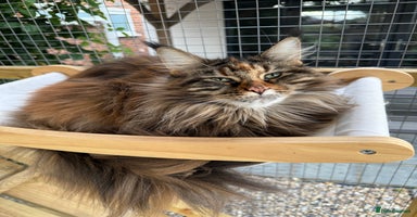 Maine Coon cats - Advert 11