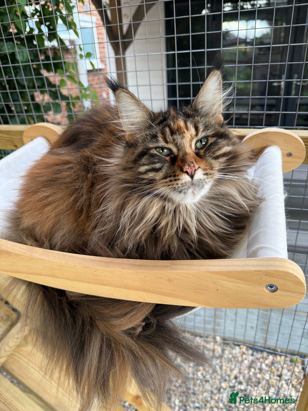 Maine Coon cats for sale: 3 Purebred Maine Coon Kittens - Will Sell Fast!! ✨ - Image 3