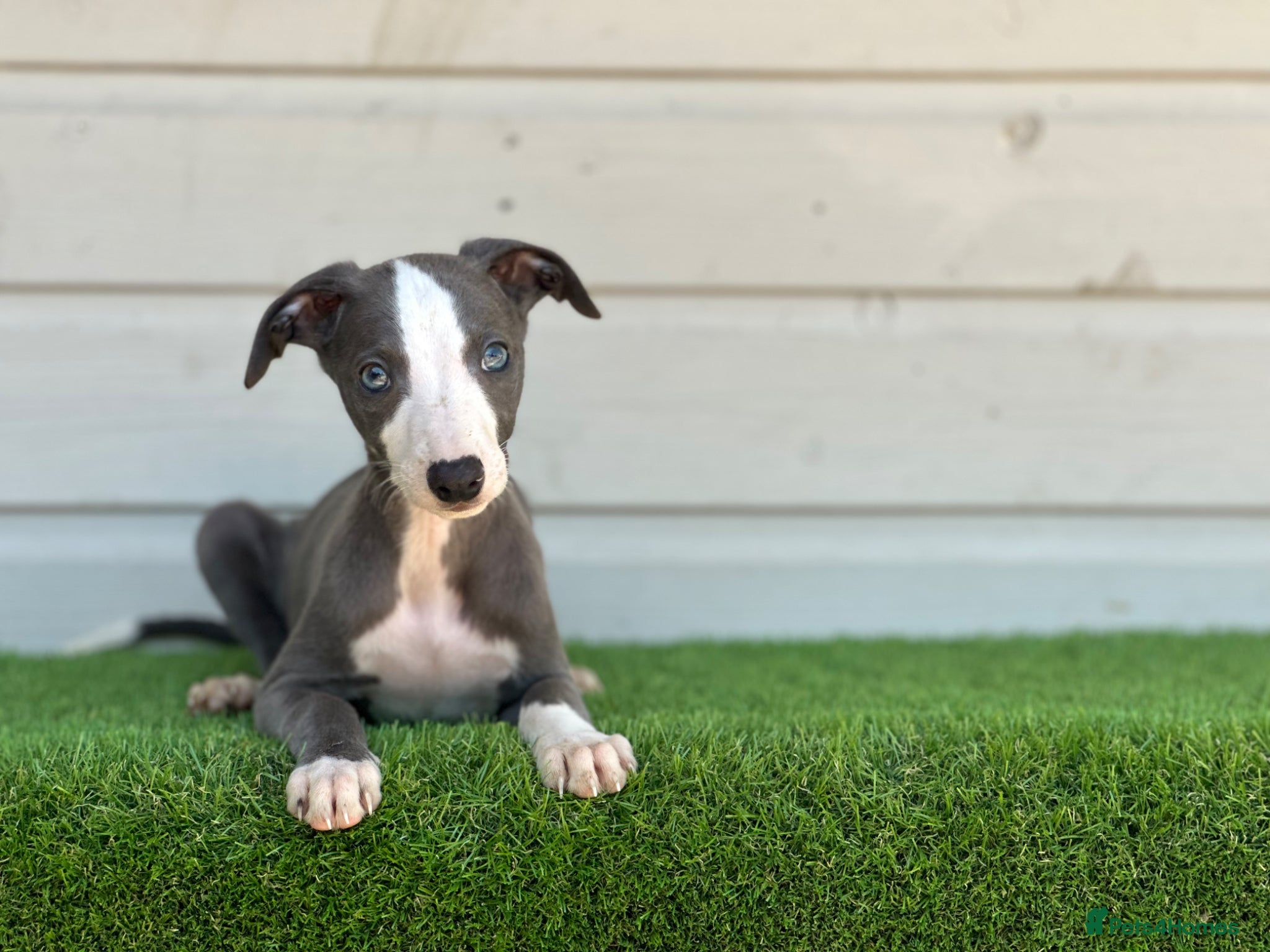 Whippet dogs Blue whippets  - Advert 2