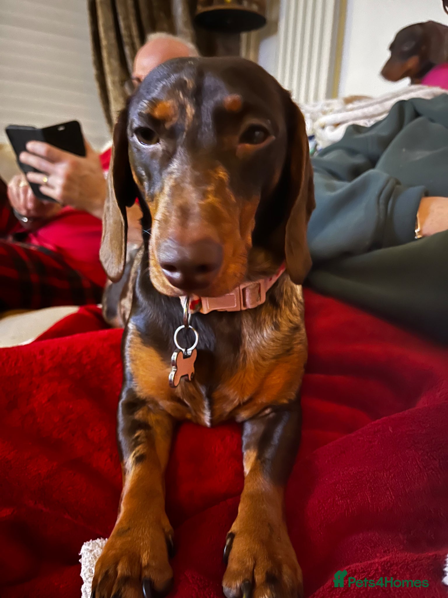 Miniature Dachshund dogs Miniature dachsund chocolate Dapple REHOME - Advert 1