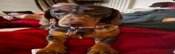 Miniature Dachshund dogs for sale: Miniature dachsund chocolate Dapple REHOME - Advert 1