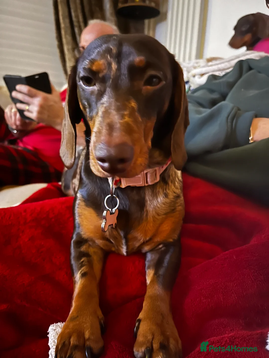 Miniature Dachshund dogs for sale: Miniature dachsund chocolate Dapple REHOME - Advert 1