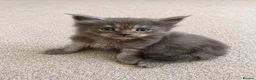 Maine Coon cats for sale: Maine Coon Kittens Russian & European Lines  - Advert 18
