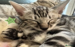 Bengal cats for sale: TICA Silver Bengal kittens - Image 13