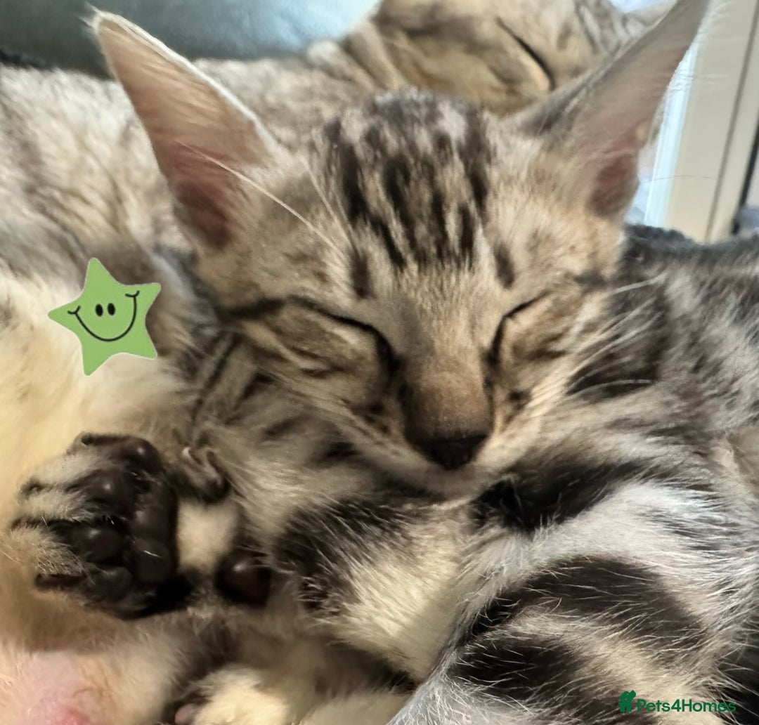 Bengal cats for sale: TICA Silver Bengal kittens - Image 13