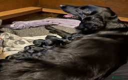 Flat coated Retriever dogs for sale: Flat Coated Retriever Puppies - Image 7