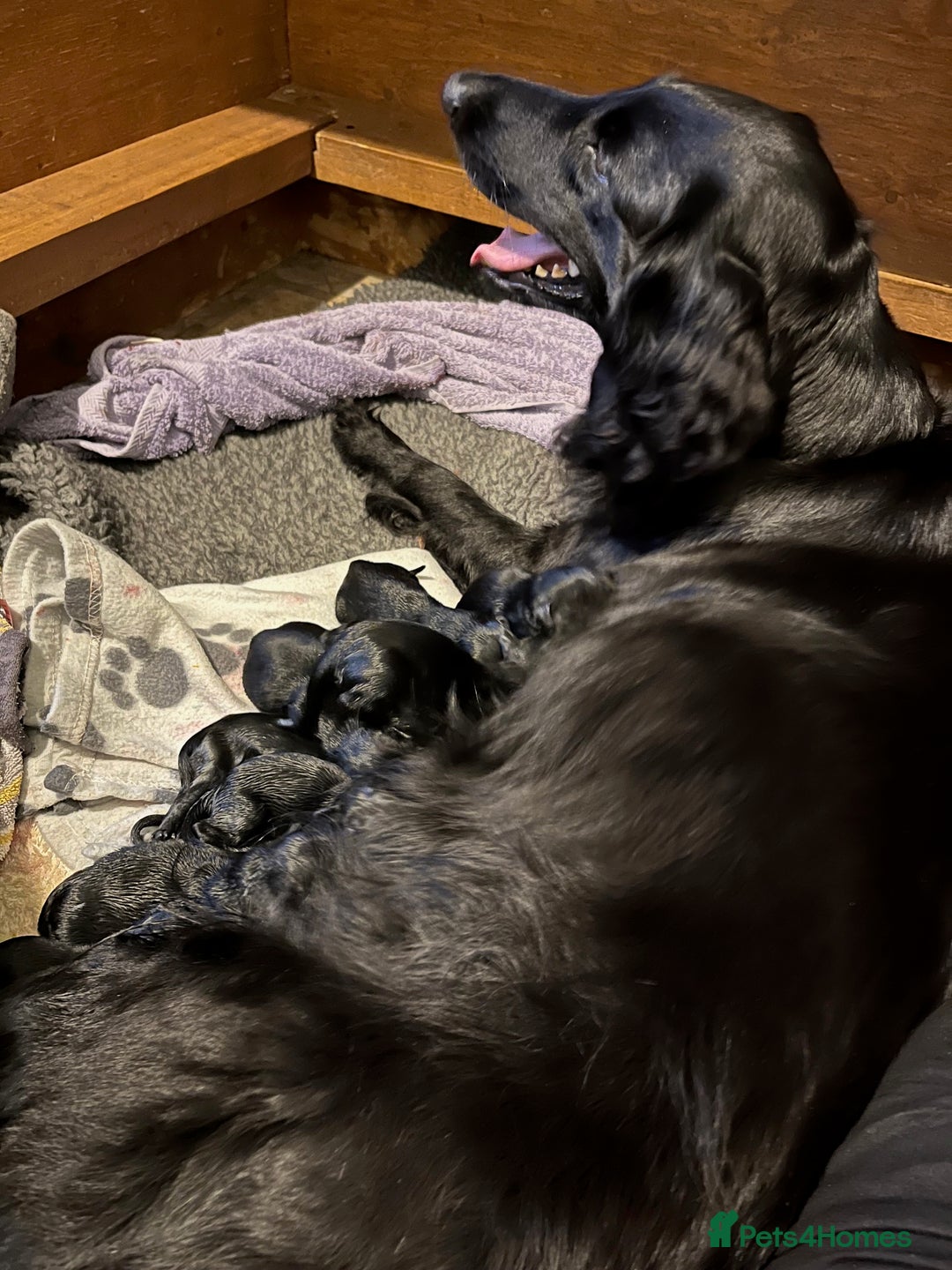 Flat coated Retriever dogs for sale: Flat Coated Retriever Puppies - Image 7