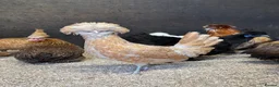 Chickens poultry for sale: Bantam hens at point of lay  - Advert 4