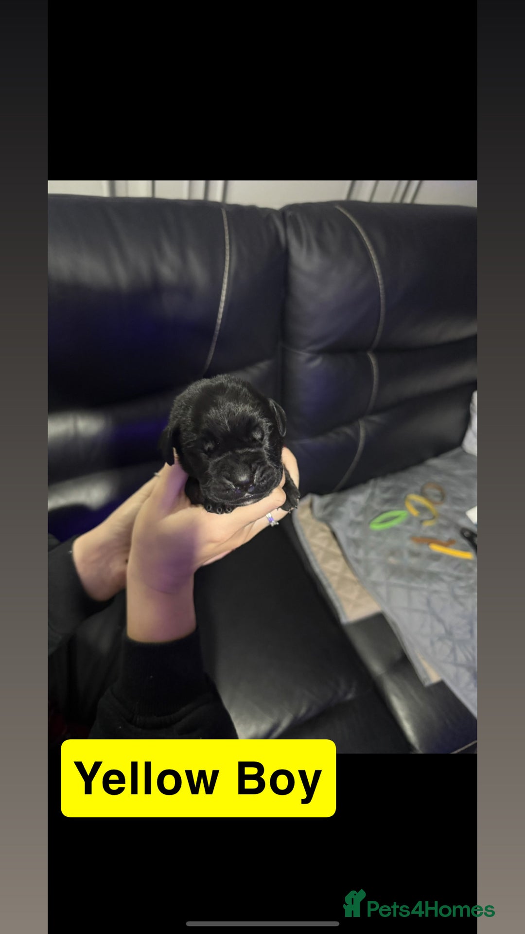 Cane Corso dogs for sale: 12 beautiful cane corso puppies 🐾 - Advert 5