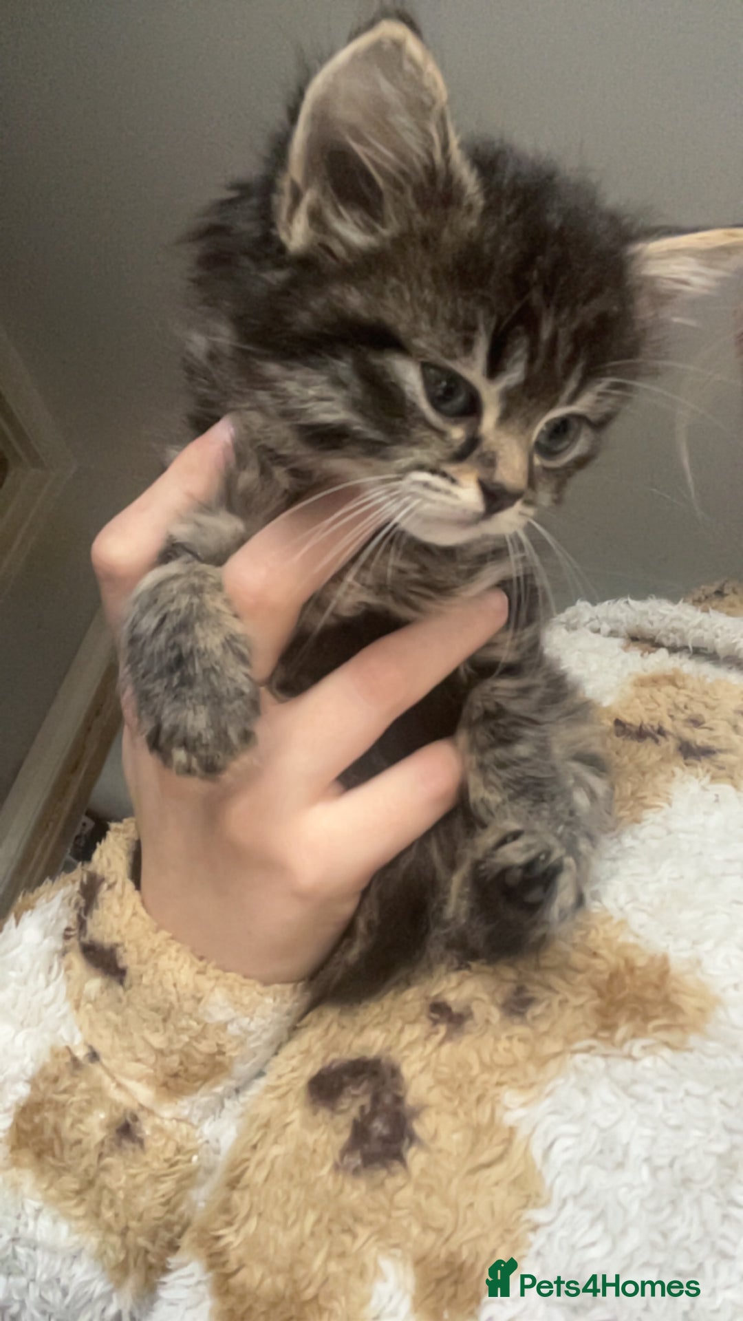 Mixed Breed cats for sale: 3 beautiful kittens ❤️ - Advert 7