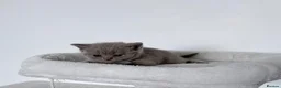 British Shorthair cats for sale: outstanding British shorthair kittens - Advert 31