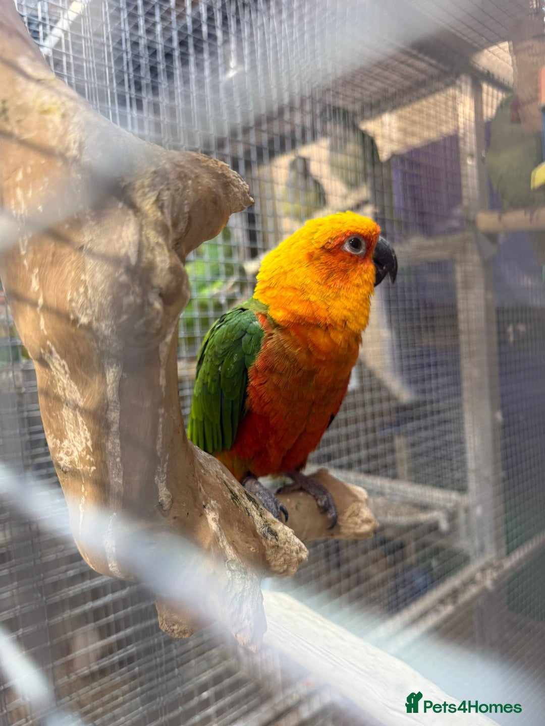 Parrots birds for sale: Available BIRDS/PARAKEETS/PARROTS  - Image 14