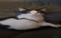 Mixed Breed cats for sale: Beautiful black and white cat - Advert 1