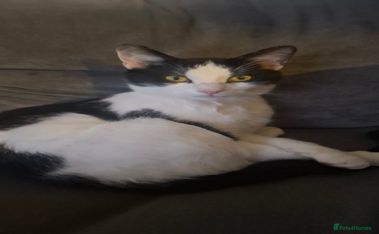 Mixed Breed cats Beautiful black and white cat - Advert 1