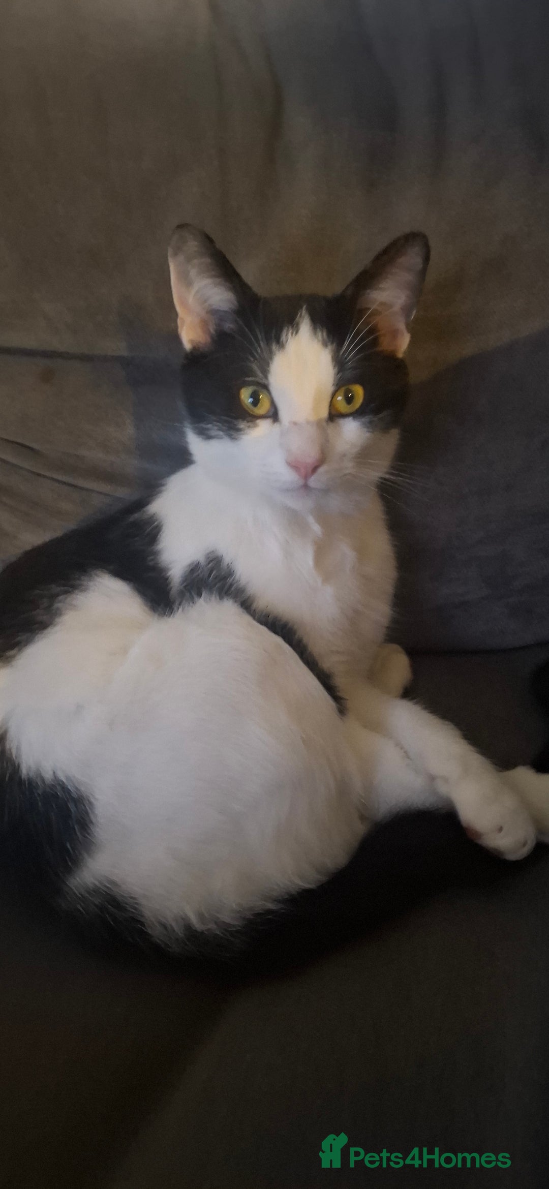 Mixed Breed cats for sale: Beautiful black and white cat - Advert 1