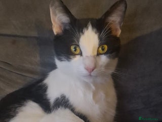 Mixed Breed cats Beautiful black and white cat - Advert 1