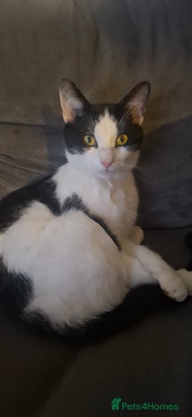 Mixed Breed cats Beautiful black and white cat - Advert 2