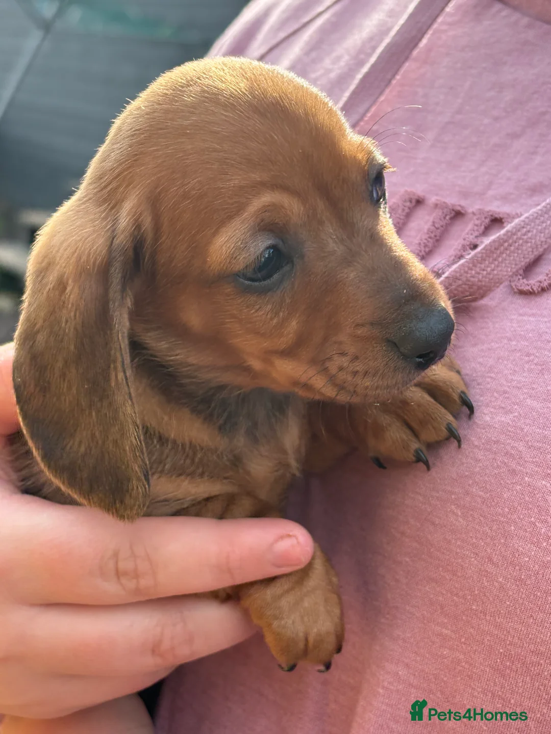 Dachshund dogs for sale: Adorable little sausages are almost ready  - Advert 2